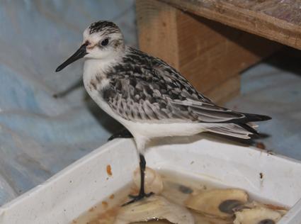 Wild Care Bird Gallery Wild Care Bird Gallery