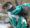 Auks in the Storm Auks in the Storm