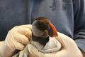 Wildlife are Casualties of Storm, Too Wildlife are Casualties of Storm, Too